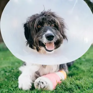 Dog with cone over his head