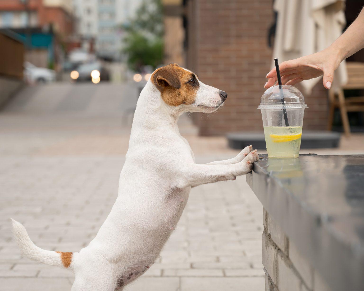 Can Dogs Drink Lemonade? Dogable