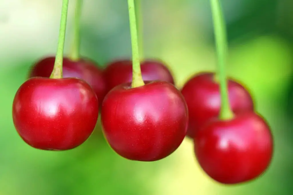 Dog Eat Cherries