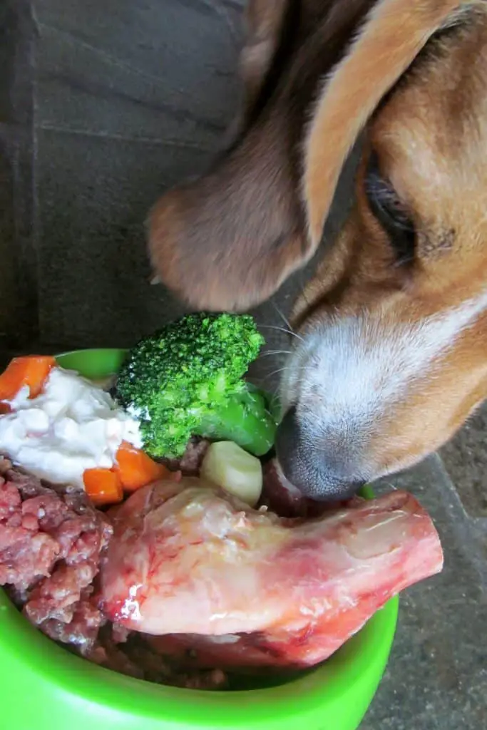 How Much Raw Food To Feed a Dog? Dogable