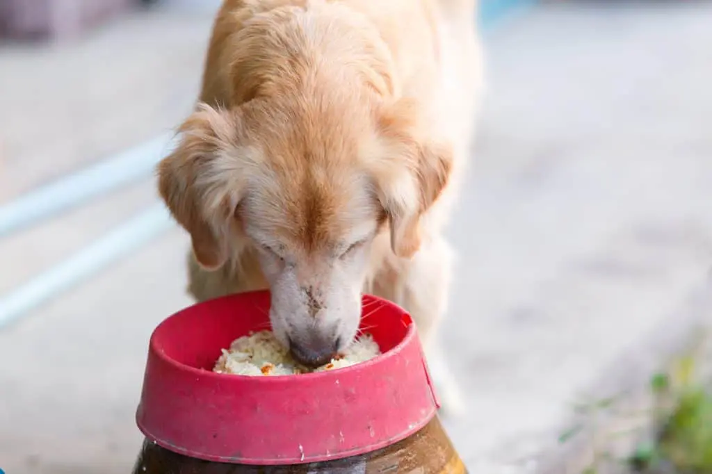 Dog Eating Rice