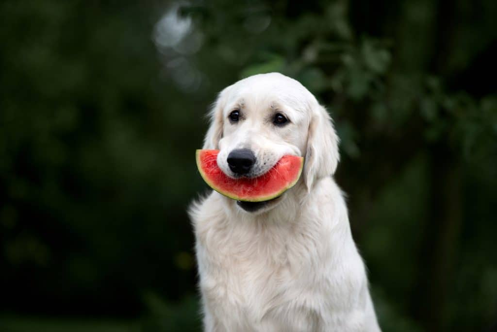 Dog Eating Watermelon