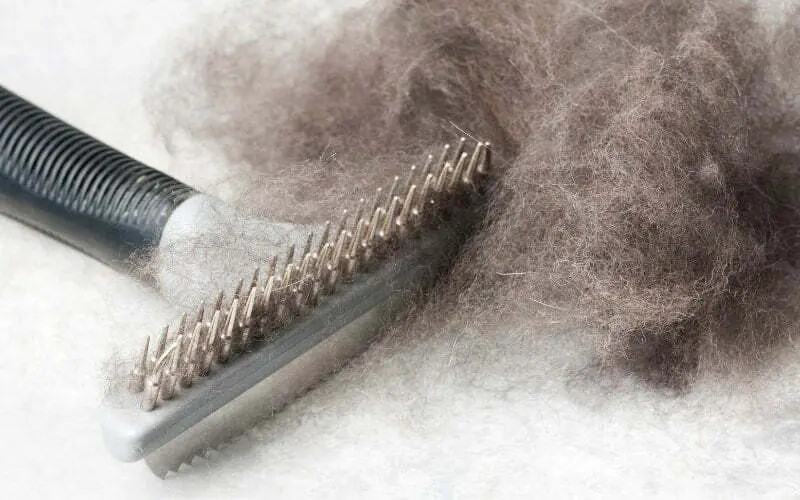Dog Hair Out Of Car