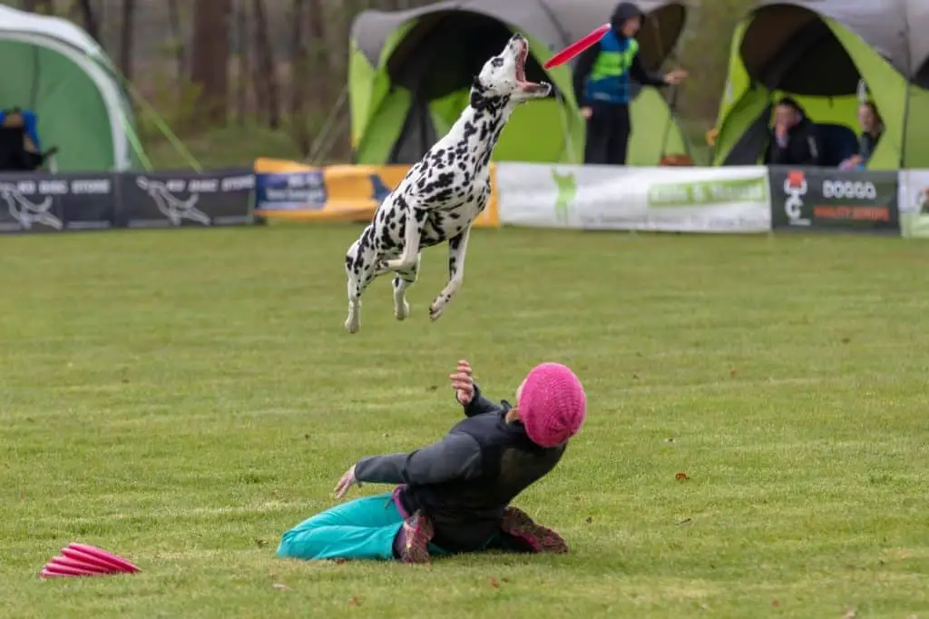 Dog Jumping to catch