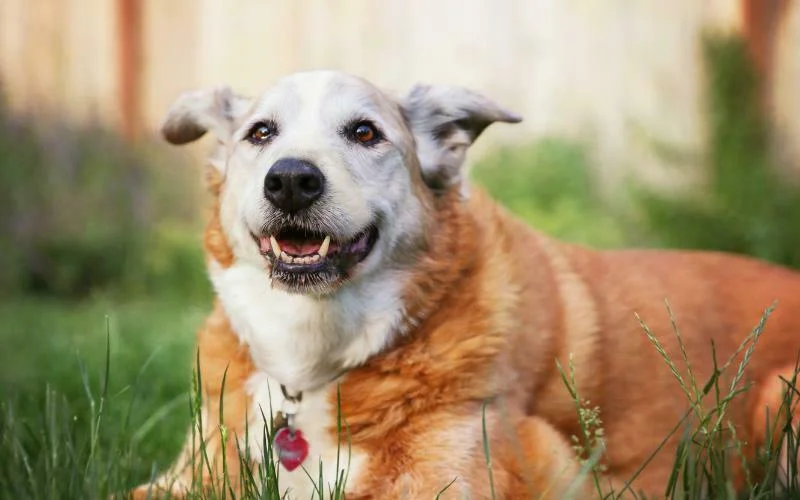 Dogs Are Better Than Cats