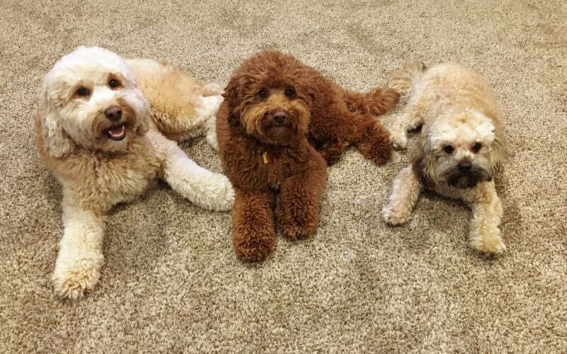 Double Doodle Puppies For Sale