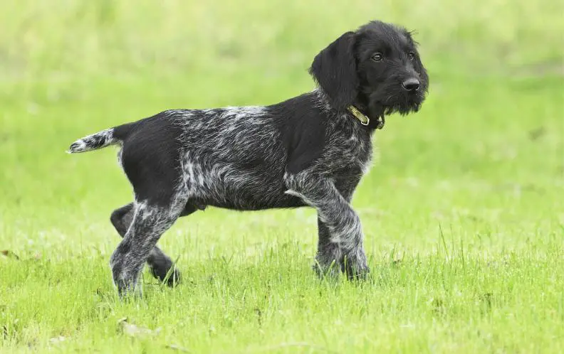 Drahthaar Puppies For Sale