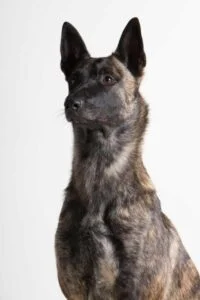 Dutch Shepherd