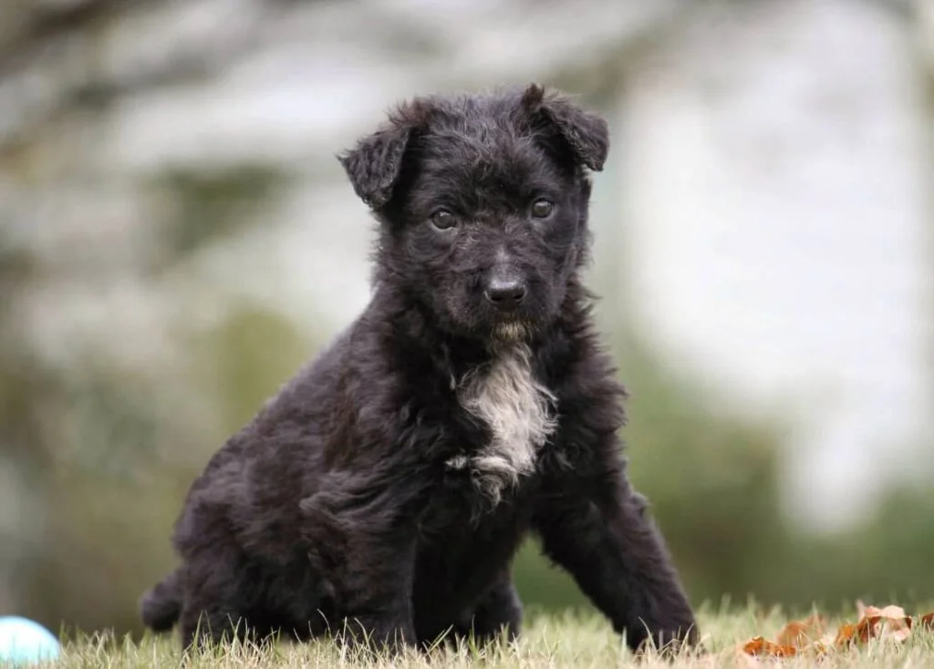 Dutch Shepherd Puppies For Sale