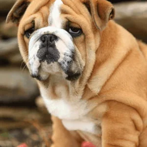 Wrinkly Dog