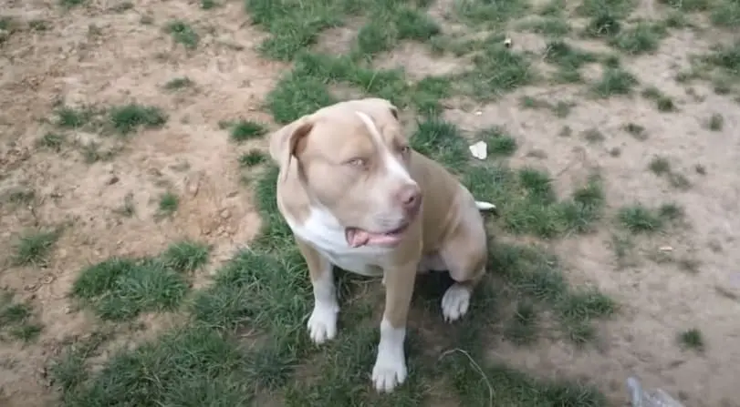 English Mastiff Pitbull Mix