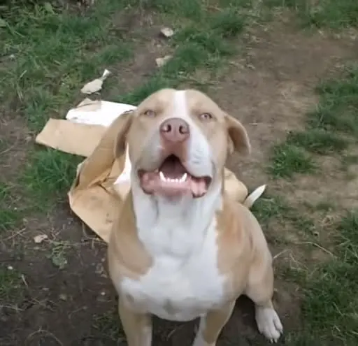 English Mastiff Pitbull Sitting