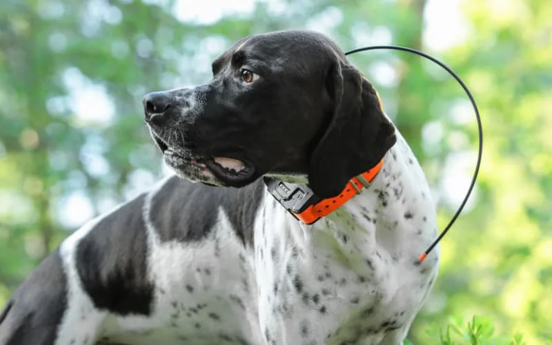 Where to Find English Pointer Puppies for Sale Dogable
