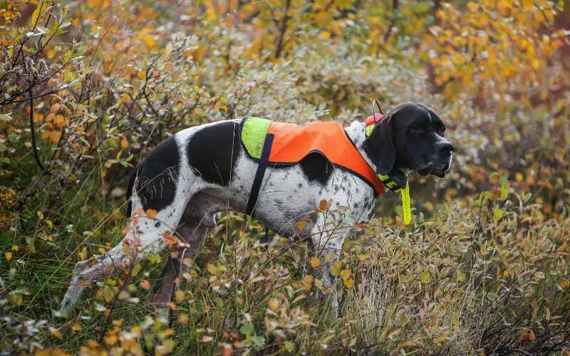 English Pointer Rescue