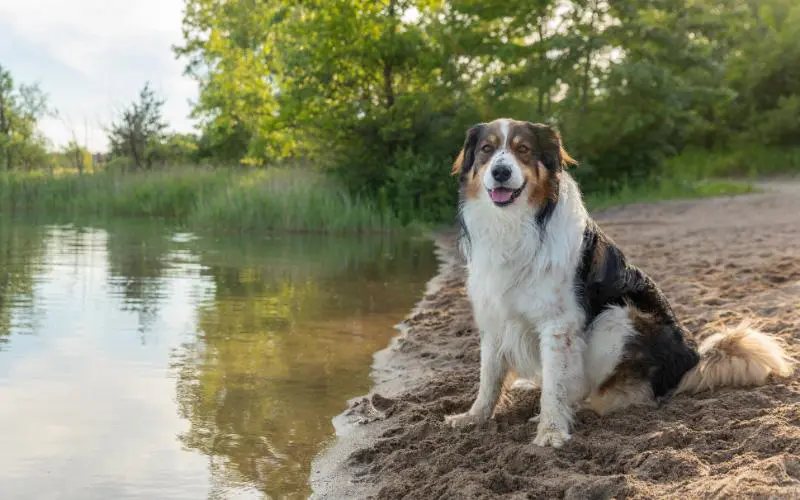 English Shepherd
