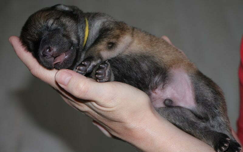 How to Find Eurasier Puppies for Sale Dogable