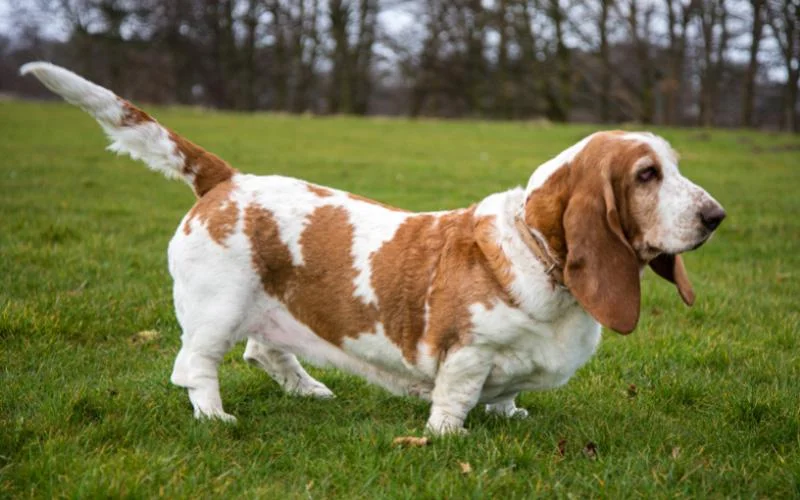 European Basset Hound Puppies For Sale