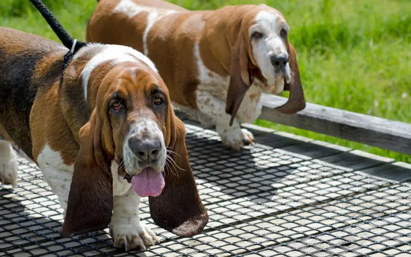 European Basset Hound Puppy For Sale