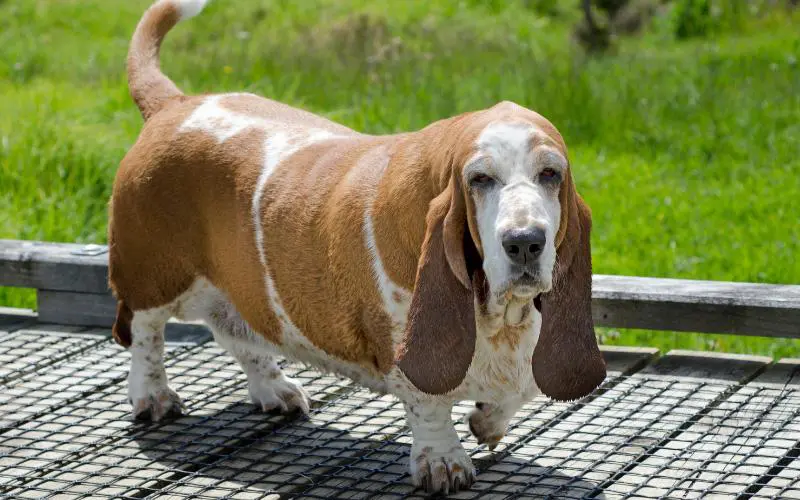 European Basset Hound Rescue