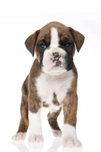 European Boxer Puppy