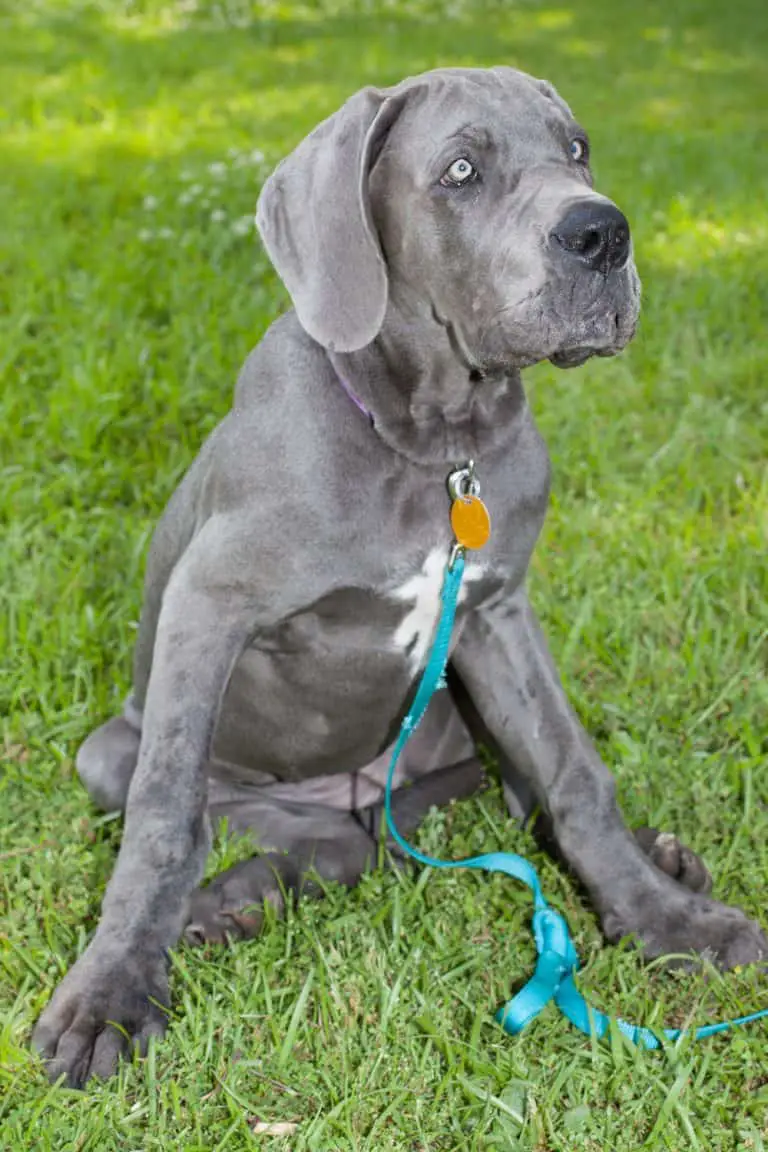 European Great Dane Puppies for Sale Dogable