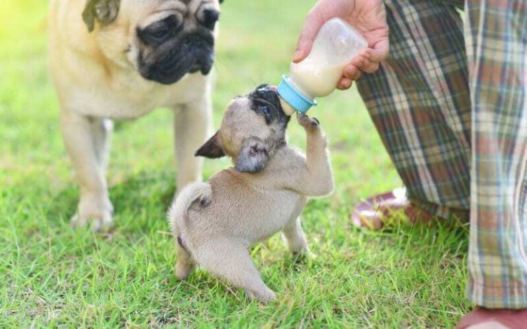 How Much to Feed a Pug Puppy? - Dogable