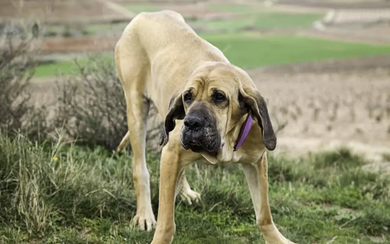 Fila Brasileiro