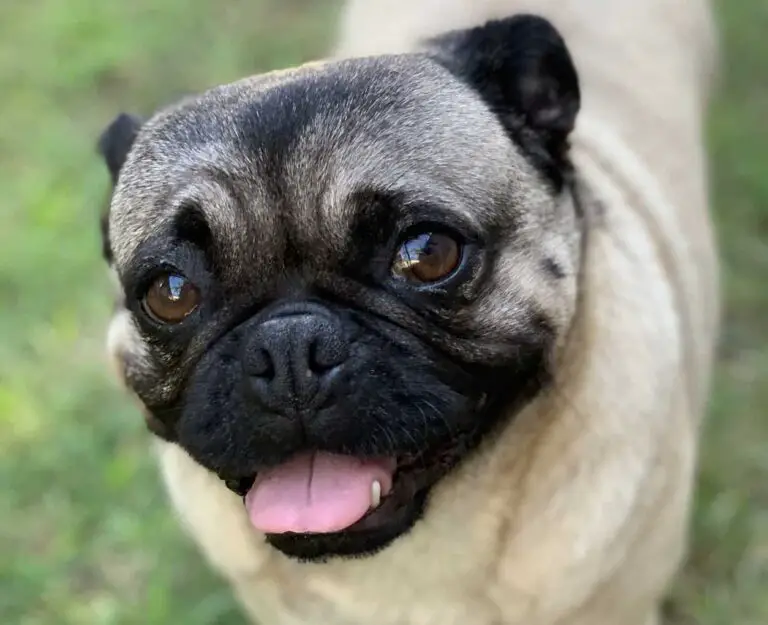 How to Clean a Pug's Ears Dogable