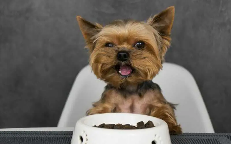 Food For Yorkies