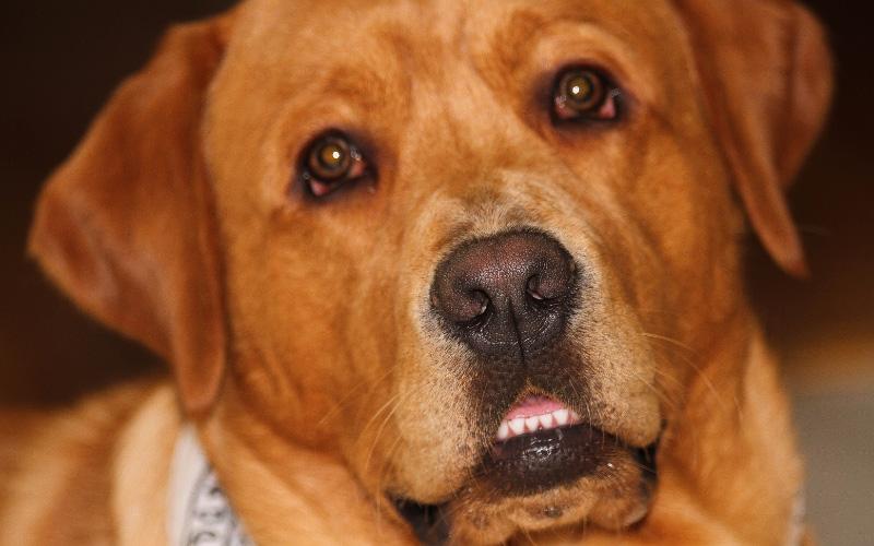 Fox Red Lab Dog