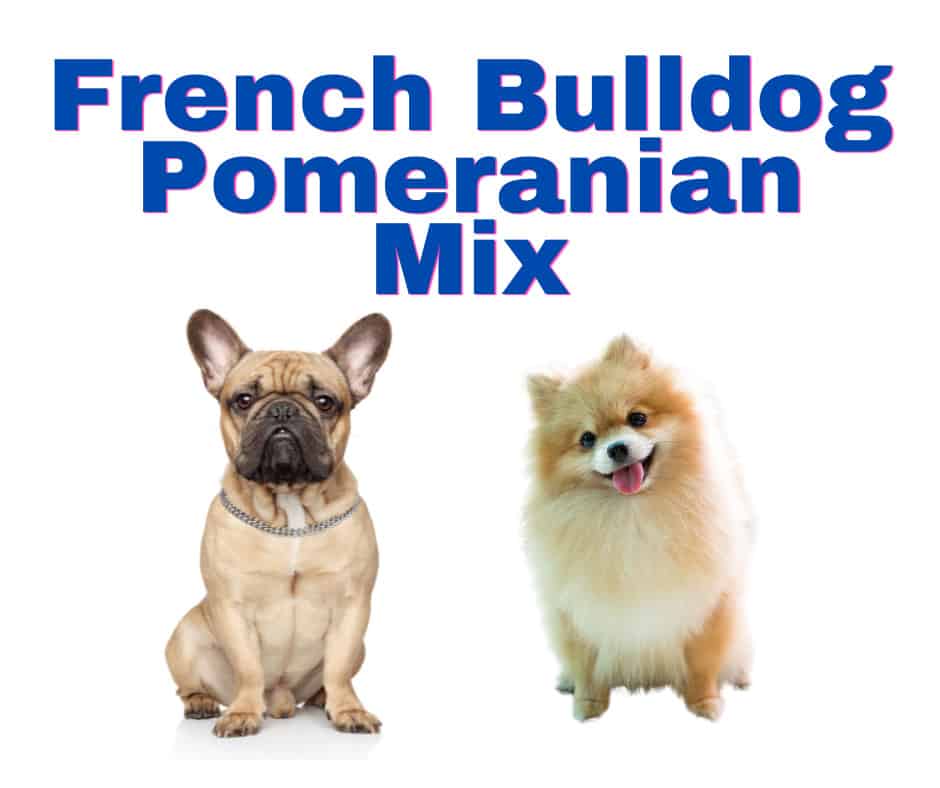 French Bulldog Pomeranian Mix