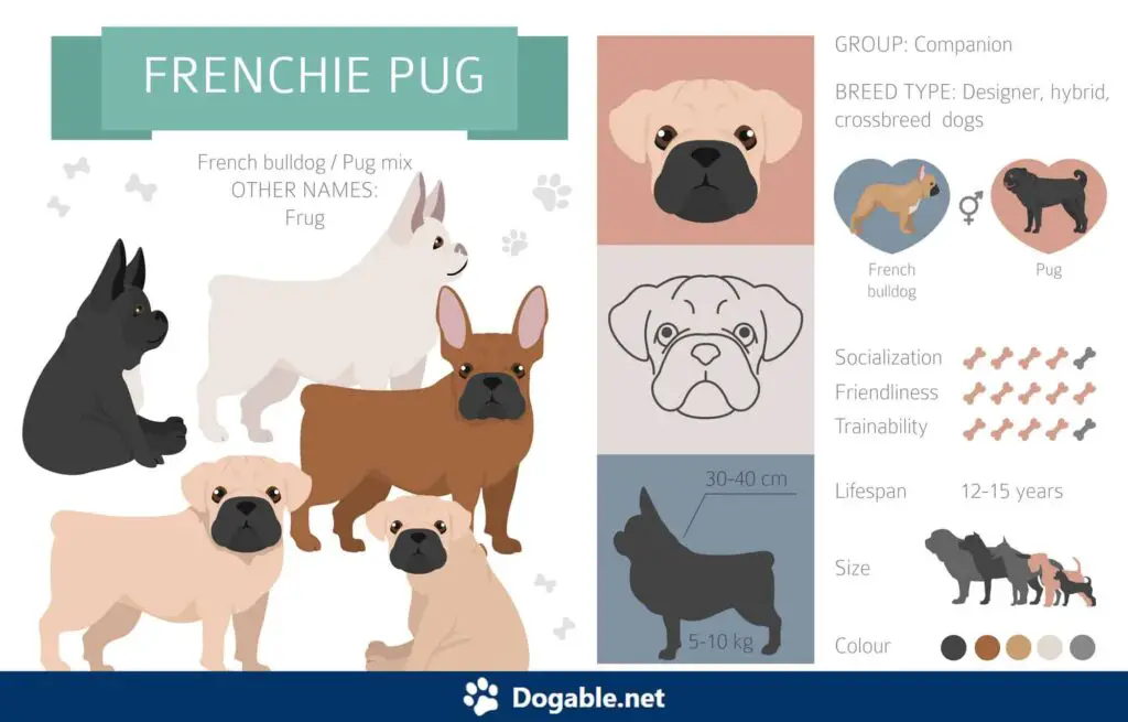 French Bulldog Pug Mix Infograpgic