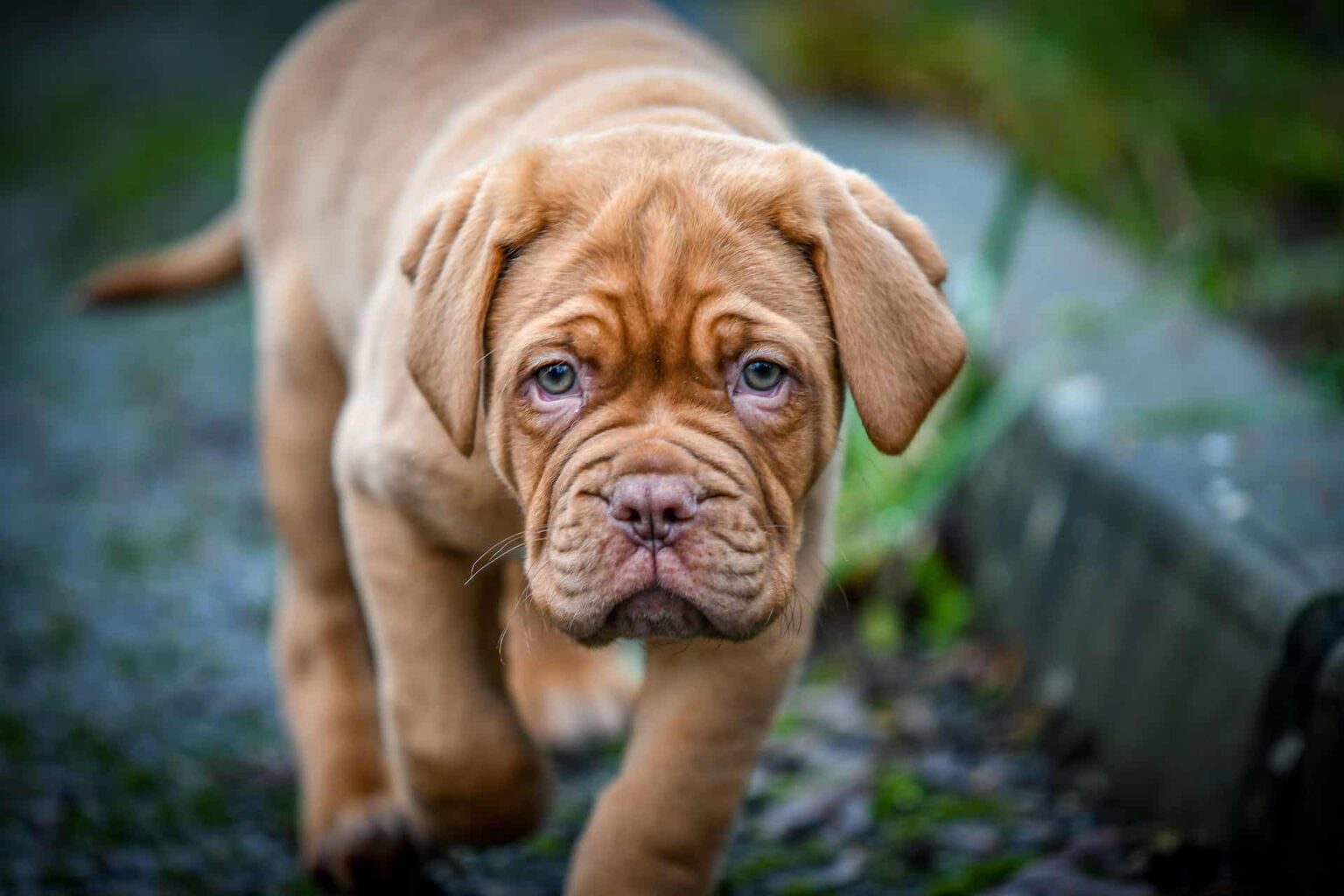 Where to Find French Mastiff Puppies for Sale in 2023 Dogable