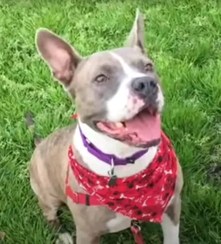 French Bulldog Pitbull Mix Dogable