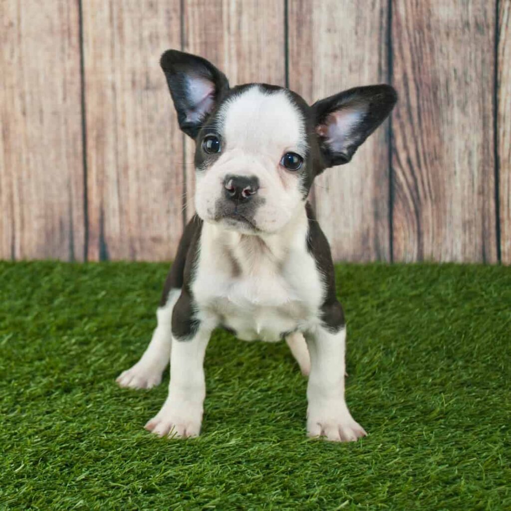 Where to Find Frenchton Puppies for Sale Dogable