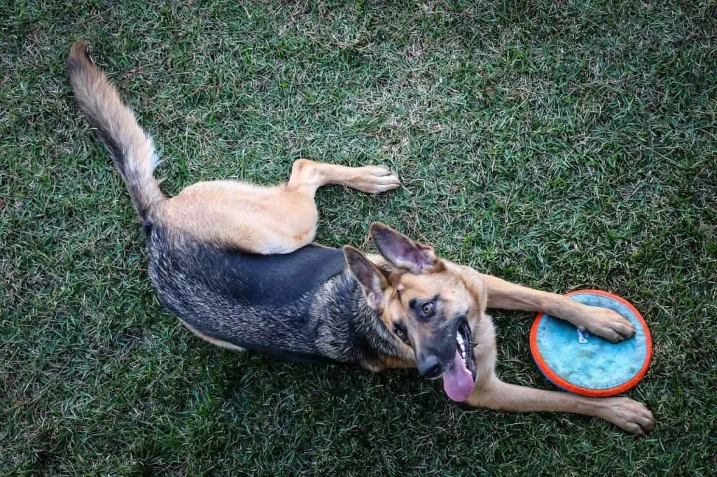 Dog lying down with frisbee