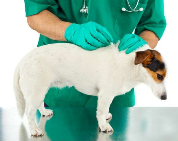 Frontline Plus Vs K9 Advantix II