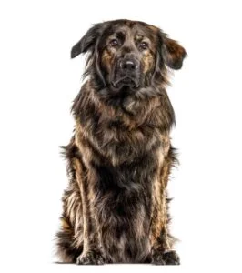 German Shepherd Golden Retriever Mix