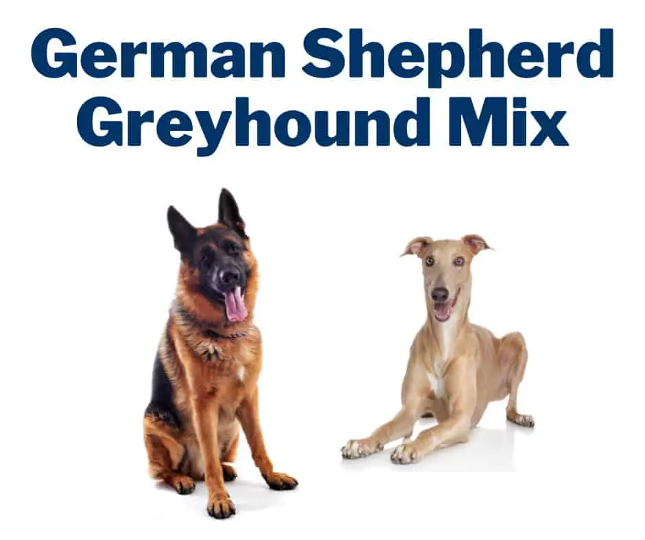 German Shepherd Greyhound Mix