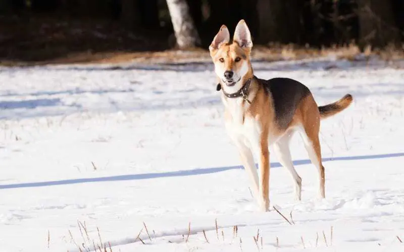 German Shepherd Greyhound