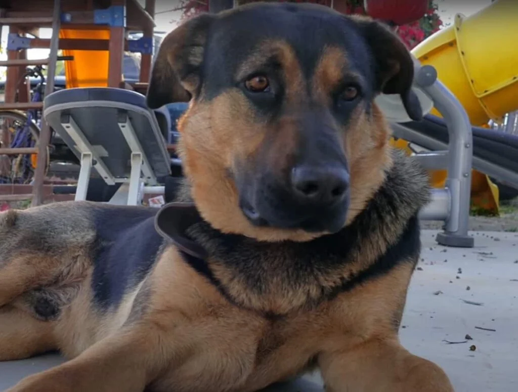 German Shepherd Mastiff