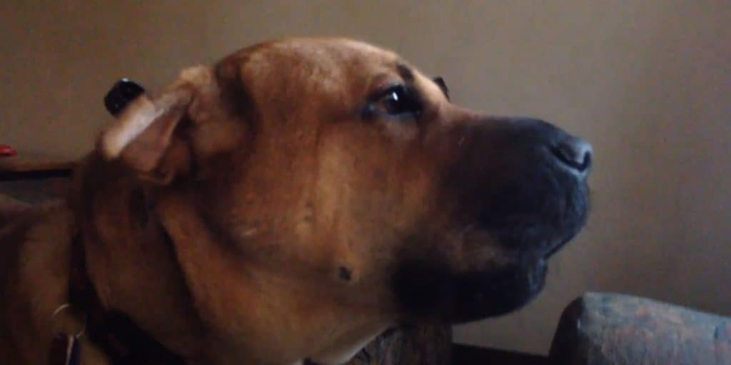 German Shepherd Shar Pei Mix