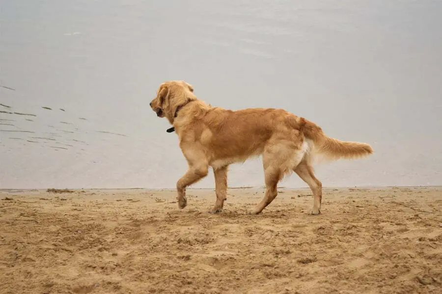 Golden Irish Dog