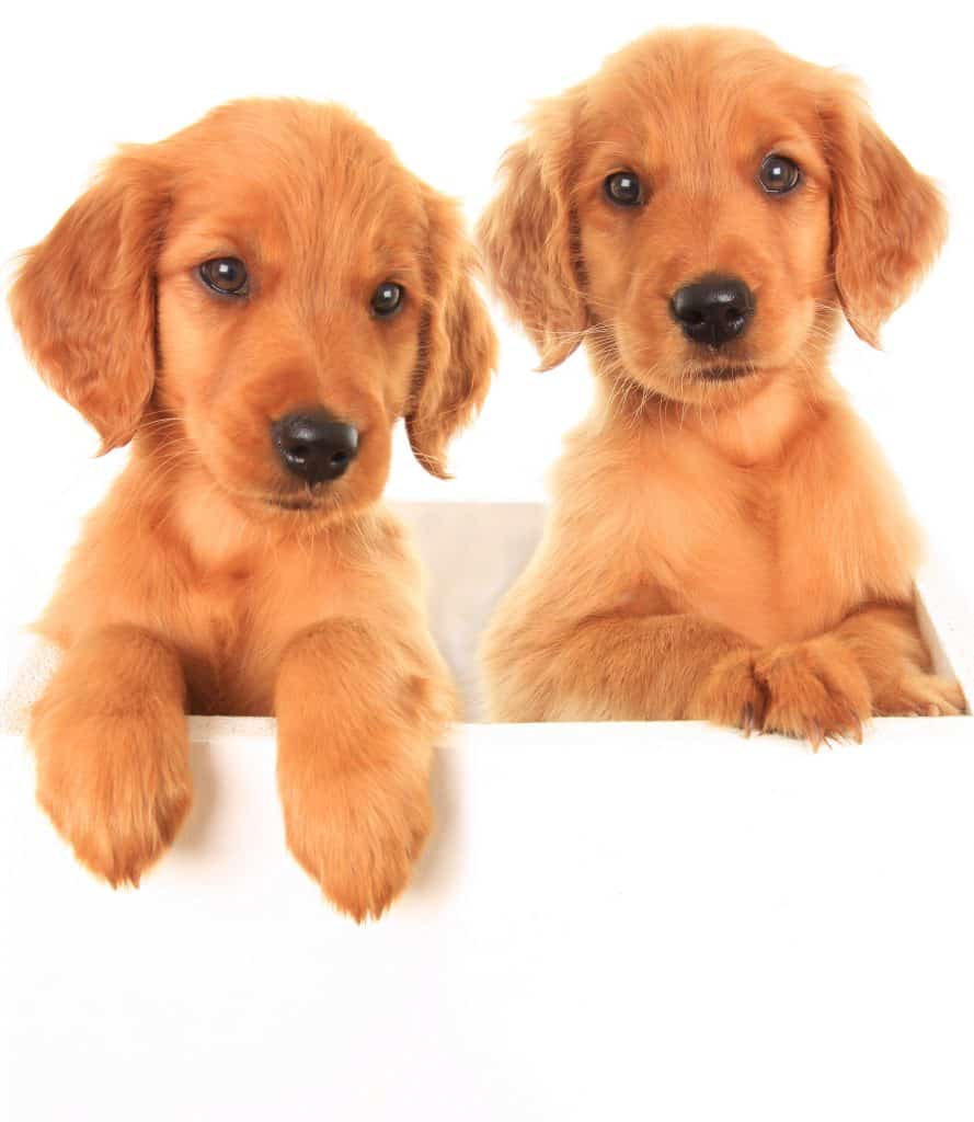 Golden Irish Puppies For Sale