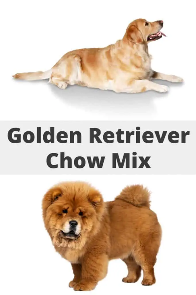 Golden Retriever Chow Mix Pin