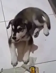 Goberian Puppies for Sale