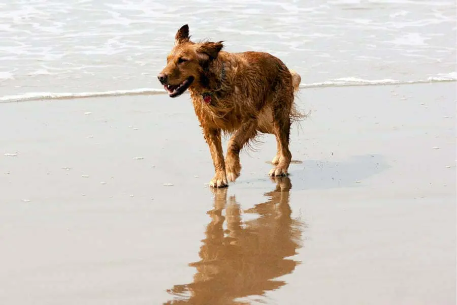 Irish Setter Golden Retriever Mix