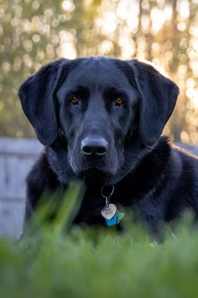 Golden Retriever Labrador Retriever Mix