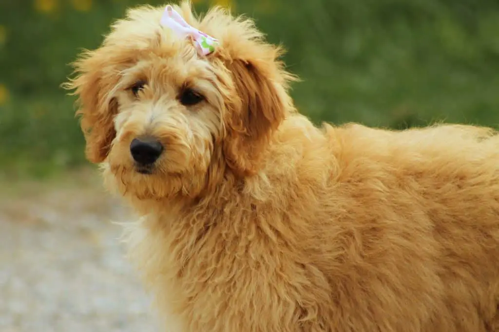 Goldendoodle Puppy