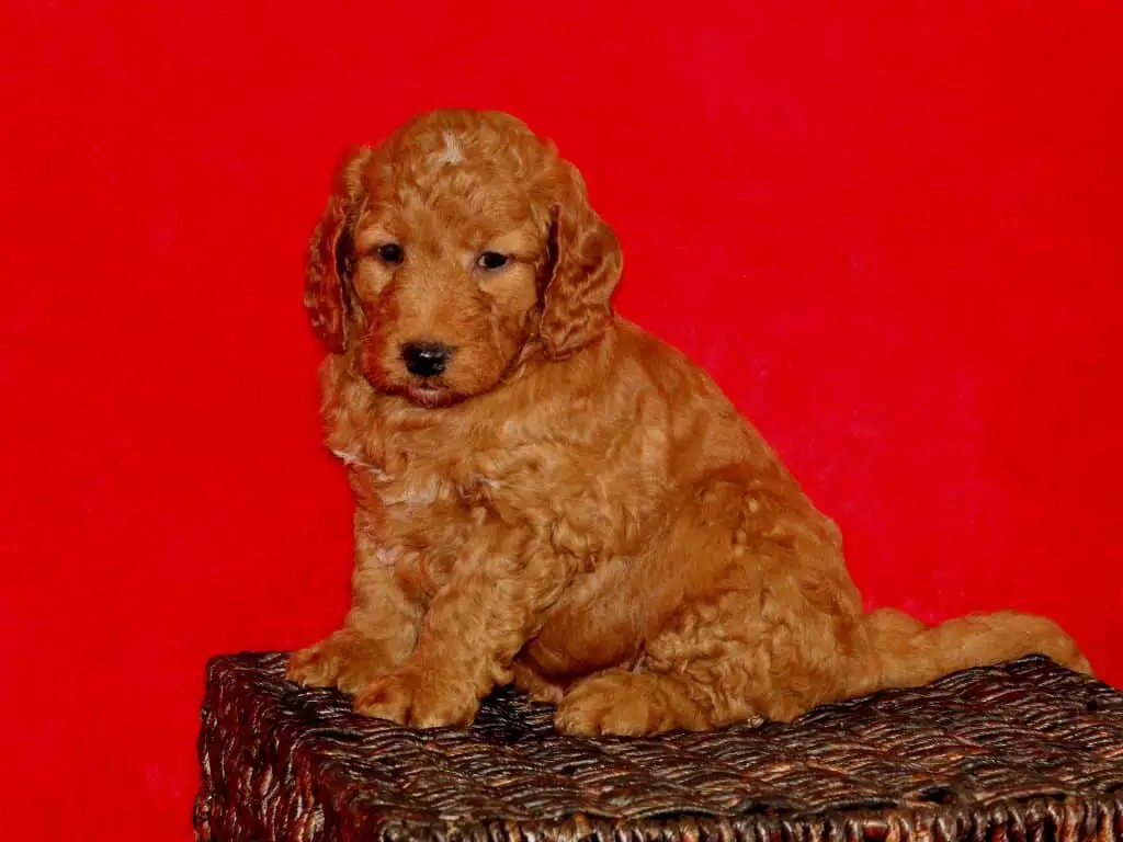 Goldendoodle Puppy Sitting